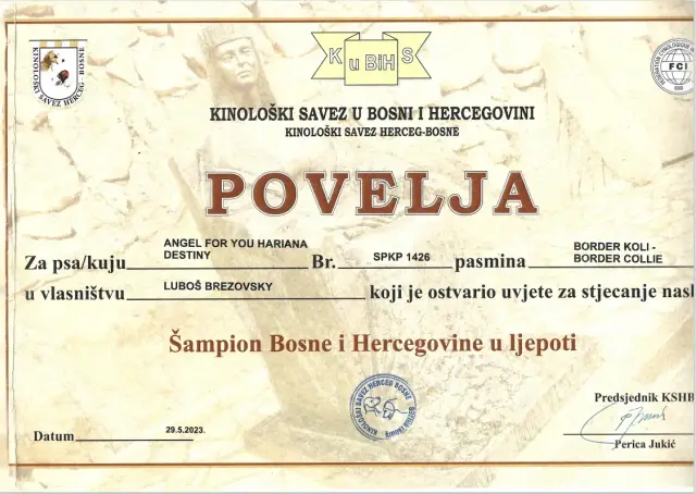 Diplom Šampión krásy Bosny a Hercegoviny z 29. 5. 2023: Angel for You Hariana Destiny (border kólia)