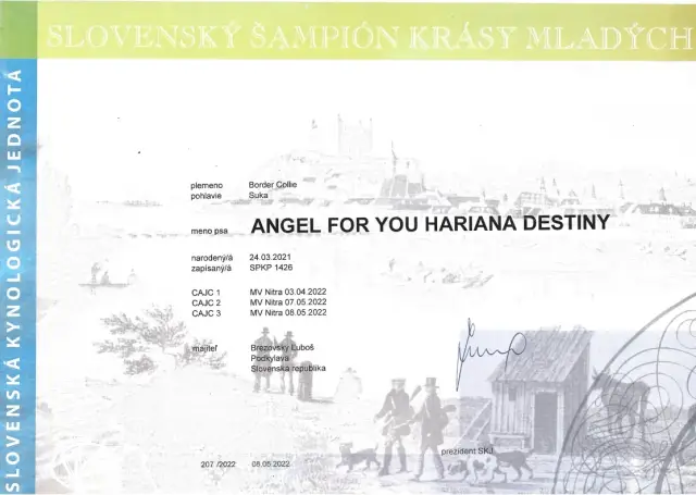 Diplom Slovenský šampión krásy mladých: Angel for You Hariana Destiny (border kólia)