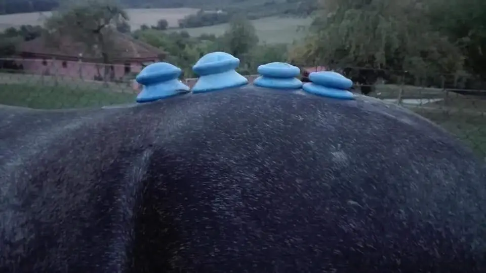 Chrbát koňa počas ošetrenia
