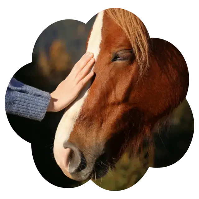 Ruka na hlave koňa