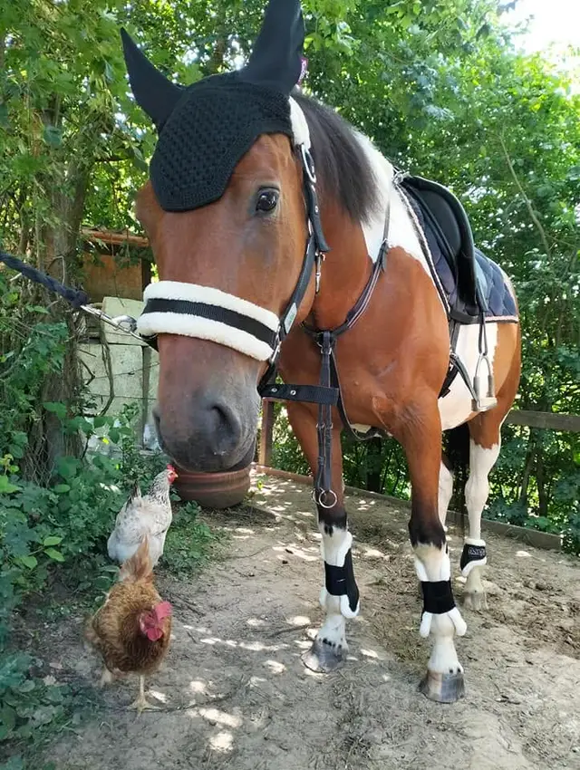 Koník na dvore