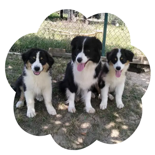 Tri border kólie na dvore