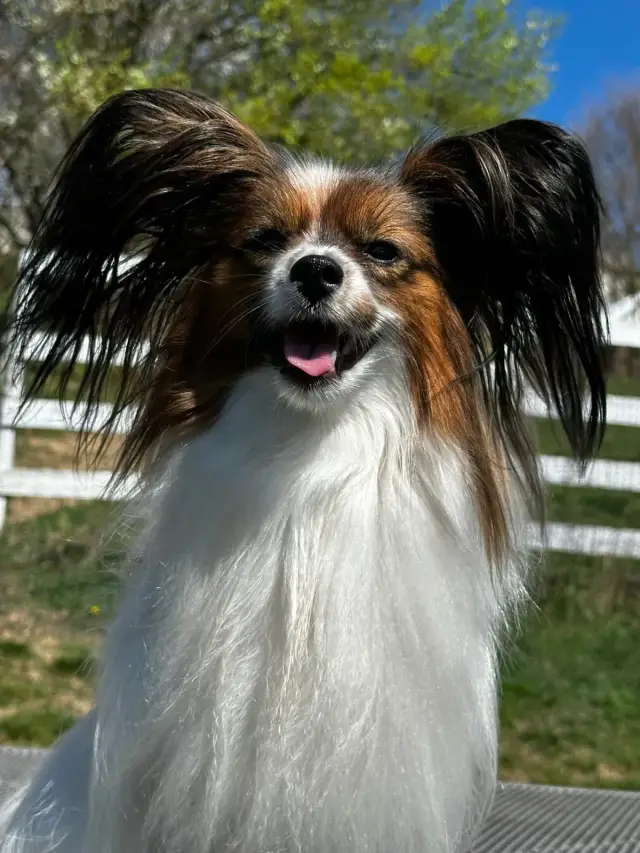 Portrét papillona