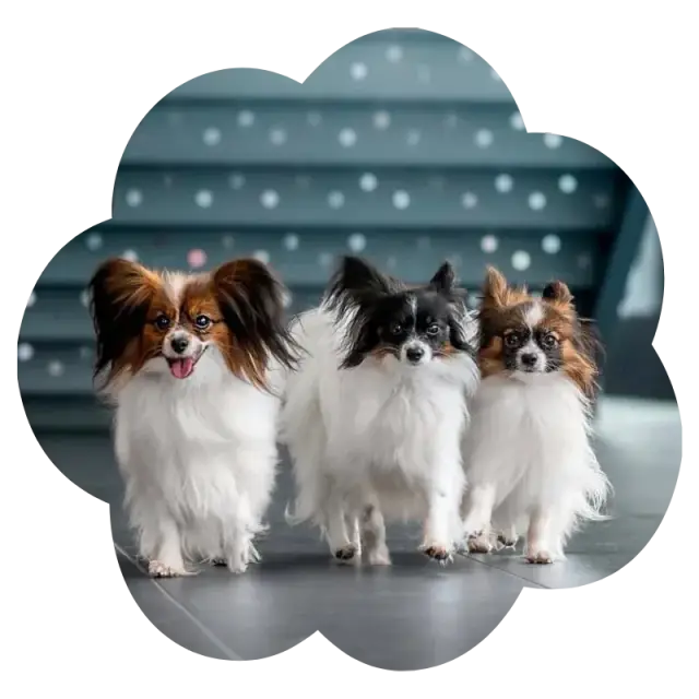 Tri papillony