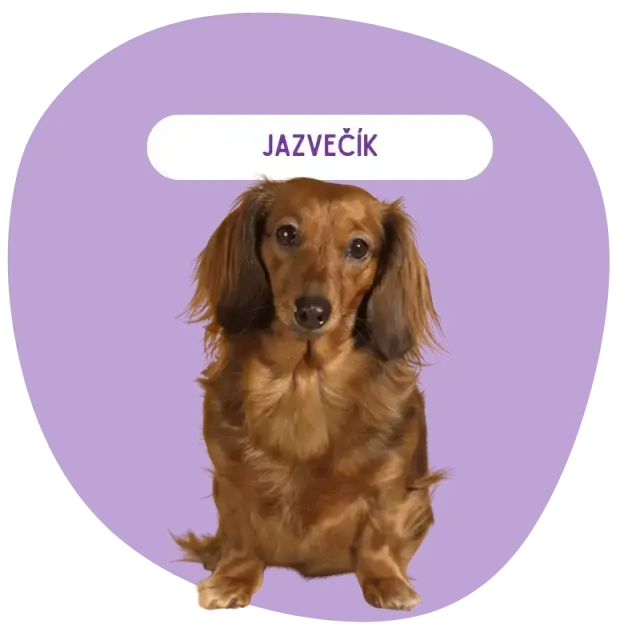 Jazvečík