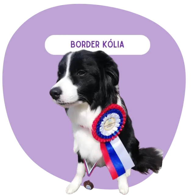 Border kólia