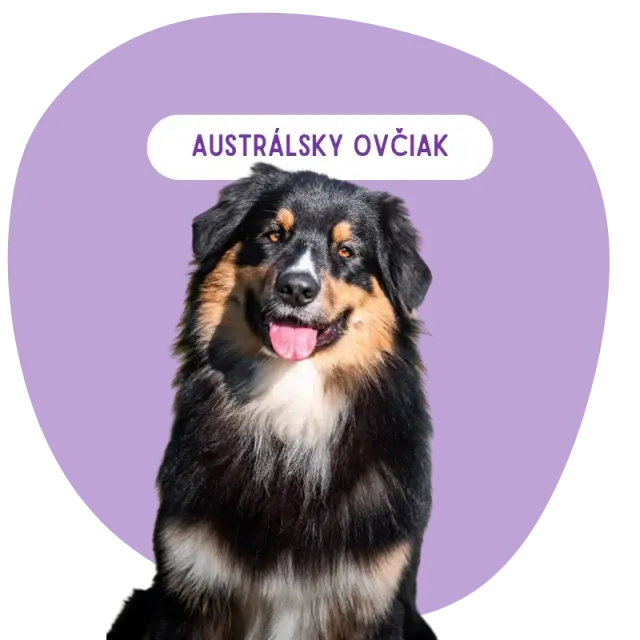 Austrálsky ovčiak