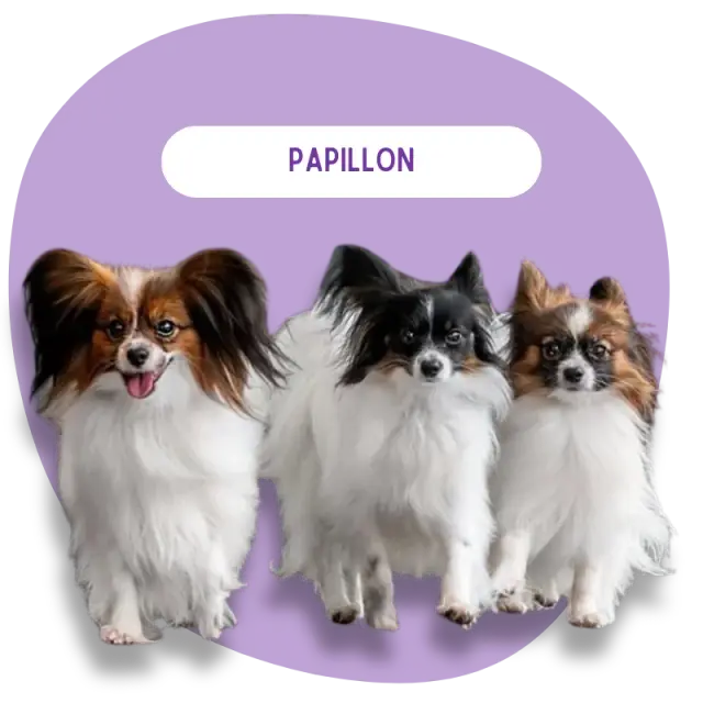 Papillon